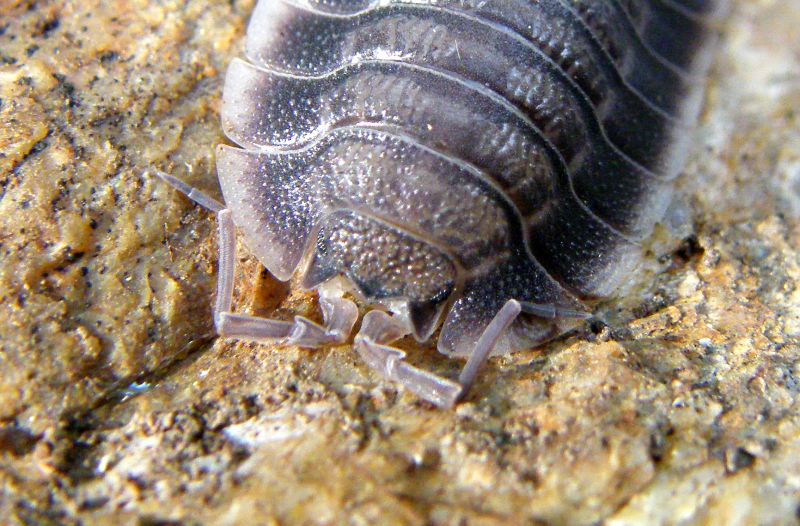 Isopoda Porcellionidae:  Porcellio sp.